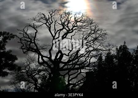 Tree backlit at night against a cloudy sky illuminated by the moon, Brittany, France. Stock Photo
