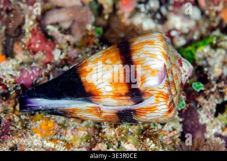Soldier Cone (Conus miles), Fault Line dive site, Alor, Indonesia Stock Photo