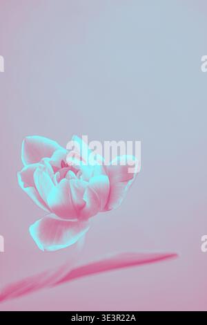 Vibrant pink tulip bloom with green leaf on soft cyan to pink gradient background, smooth digital texture, vertical close-up, copy space Stock Photo