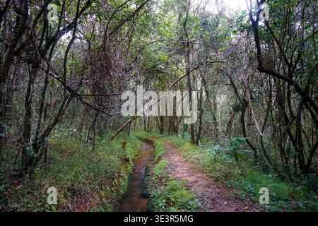 Forest trail with narrow stream running alongside dirt path through dense trees and tangled branches in natural woodland setting. Stock Photo
