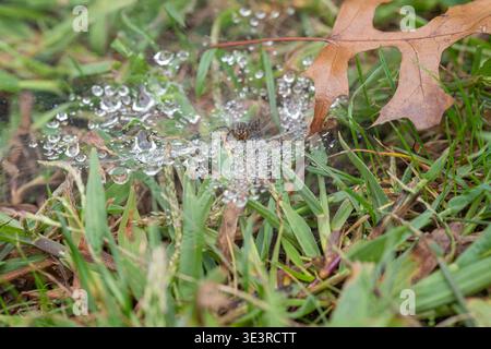 Grass Spider Climbs on Bubbles of Water Covering its Web Stock Photo