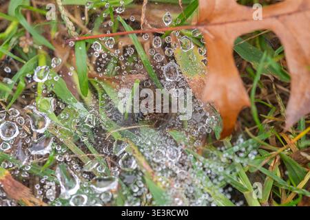 Grass Spider Eats a Wasp Caught in its Web Stock Photo
