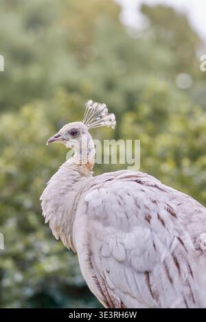Close‑up of a leucistic white peafowl Pavo cristatus facing left, showing its pale plumage and crest against a blurred background of green foliage Stock Photo