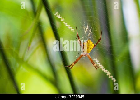 A bright yellow orb-weaver spider resting on its intricate web with distinct zigzag silk patterns. Stock Photo