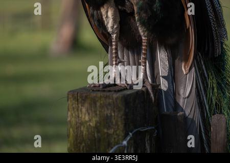Peacock standing on wooden post with detailed view of legs and feathers in natural environment. Close up wildlife scene with soft background and textu Stock Photo