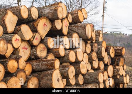 Stacked freshly cut logs showing circular tree rings and rough bark texture, forming a natural wood pattern background in Warren County, Pennsylvania Stock Photo