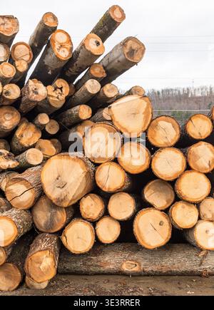Stacked freshly cut logs showing circular tree rings and rough bark texture, forming a natural wood pattern background in Warren County, Pennsylvania Stock Photo