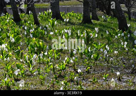 Asian skunk cabbage. Araceae perennial. It grows in colonies in wetlands and bears small flowers on rod shaped inflorescence in center of white spathe. Stock Photo