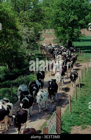 Dairy herd walking down lane after milking to fresh pasture. Shows herdsman behind cows. Holstein Friesian cattle. Cheshire Stock Photo