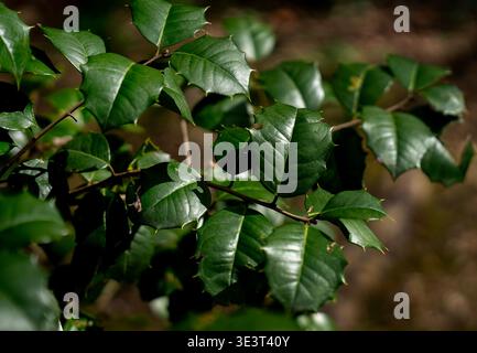 A close up view of the leaves of an American Holly Stock Photo
