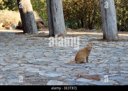 Ginger cat on stone pavement August 2024 Feline sitting near Kaisariani Athens Greece Stock Photo