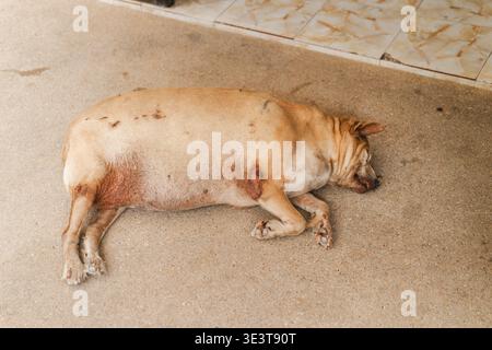 Sleeping stray dog lying on concrete ground in Thailand with visible skin problems and wounds Stock Photo