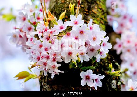 A tight close up shows pale cherry blossoms blooming from a mossy tree trunk at Bloesempark in Het Amsterdamse Bos, Amsterdam, Netherlands, in spring. Stock Photo