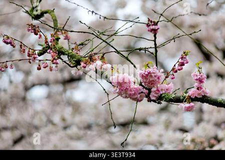 Pink cherry blossom clusters hang from a mossy branch at Bloesempark in Het Amsterdamse Bos, Amsterdam, Netherlands, against a soft blurred backdrop. Stock Photo