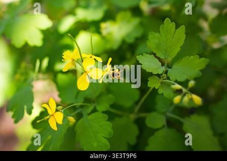 Honey bee collecting nectar on yellow greater celandine flower in spring. Stock Photo