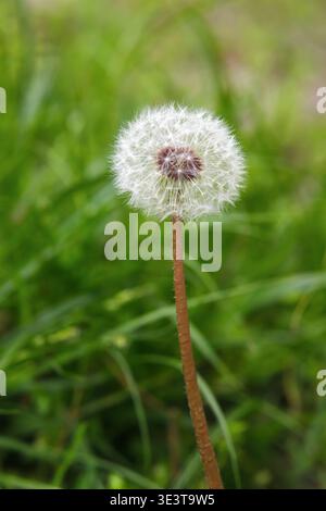 White fluffy dandelion seed head on a long stem in green grass. Stock Photo