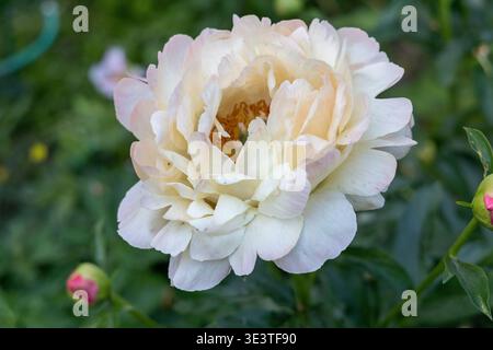 Herbaceous Peonies Pink Hawaiian Coral in flower  Stock Photo