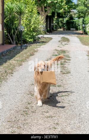 Golden retriever dog carries a recycled cardboard package to his owner along the driveway Stock Photo