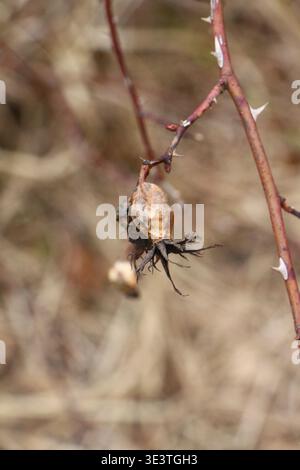 Dried Rose Hip on Thorny Branch Stock Photo