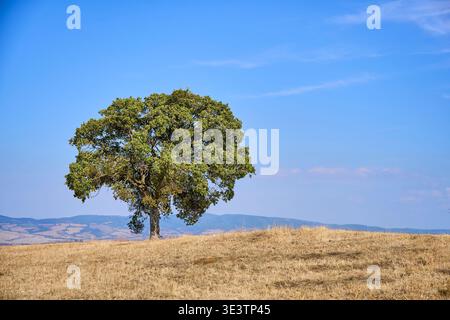 Lonely tree in dry rolling hills of Val d’Orcia, Tuscany, Italy, minimal rural landscape and iconic travel destination. Stock Photo