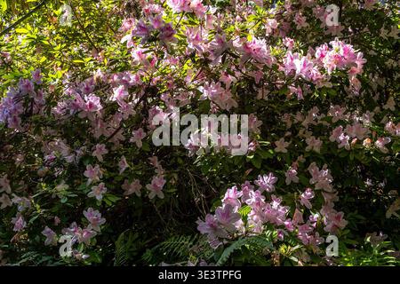 Pink azalea bush in spring sunlight in a garden Stock Photo
