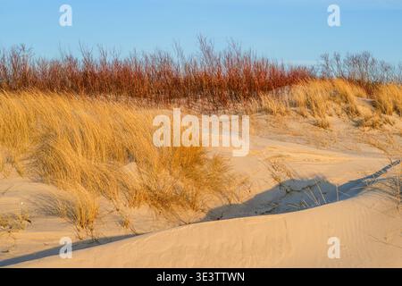 Sunlit Baltic Sea dunes with golden grasses and reddish shrubs in early spring, forming a tranquil coastal scene under a clear blue sky Stock Photo