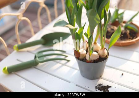 Green gardening tools and tulip bulbs in pot on sunny balcony table. Aesthetic spring planting scene captures organic urban gardening and cottagecore Stock Photo