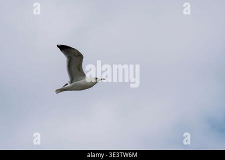 A solitary seagull soars across a pale cloudy sky with wings outstretched, evoking freedom, motion and coastal atmosphere in a minimalist nature compo Stock Photo