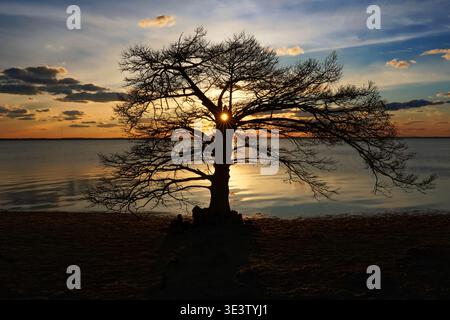 Sun setting behind a tree on Currituck Sound Stock Photo