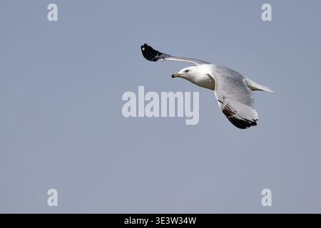 Majestic white pelican with bright orange beak glides gracefully on calm blue water Stock Photo
