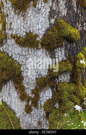 Detailed close-up of moss-covered tree bark showing vibrant green cushions, rough gray texture and natural patterns. Evokes woodland atmosphere, growt Stock Photo