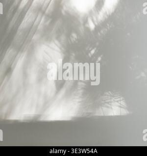 Soft natural leaf shadows on wall minimal aesthetic background Stock Photo