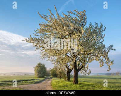 Dirt road through green fields in spring in morning light, white blooming cherry trees, near Freyburg, Saxony-Anhalt, Germany Stock Photo