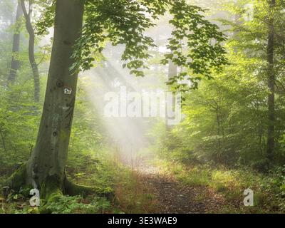 Hiking trail through sunny green deciduous forest, sun rays breaking through morning fog, Saalehorizontale hiking trail in Tautenburg Forest, near Jen Stock Photo