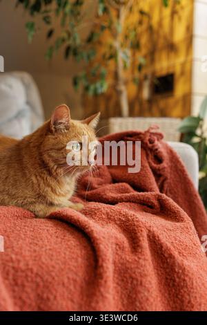 Ginger cat lying on textured red blanket on sofa in home interior. Ideal for pet lifestyle advertising, cozy living concepts, and domestic comfort Stock Photo