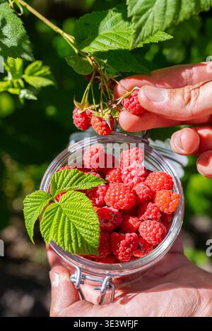 A close-up of vibrant, ripe raspberries freshly harvested from a homegrown garden. These seasonal berries represent the essence of healthy living and Stock Photo