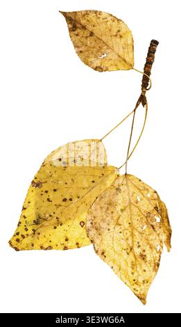 Branch with yellow autumn leaves of the poplar (populus nigra, black poplar) against a white background Stock Photo