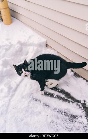 A black and white cat stands cautiously on a snow-covered path next to an urban house wall. The snow's aftermath creates a peaceful winter scene in th Stock Photo