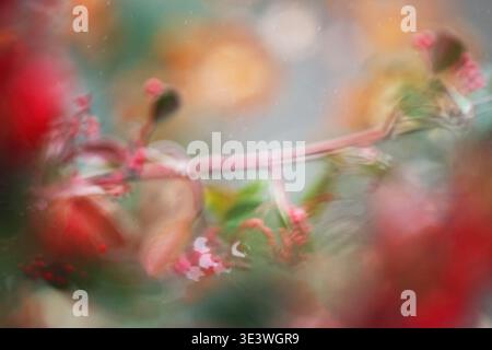 An abstract, blurred view of vibrant flowers in a natural setting, creating a dreamy, painterly effect. Captured in a wildlife-rich area of Spain, sho Stock Photo