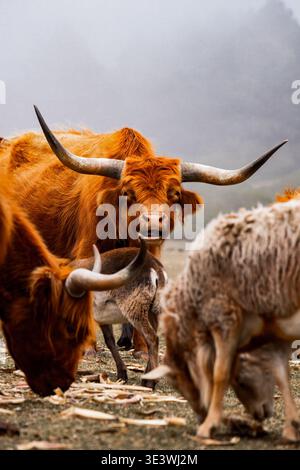 Majestic Highland cows with long horns and shaggy coats graze peacefully alongside other cows and sheep in a misty Scottish landscape, capturing the r Stock Photo