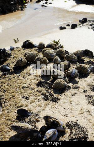 Mussels rest on a sandy beach in Galicia, Spain, revealing the region's rich marine life. The tidal shore is dotted with seaweed and shells, creating Stock Photo