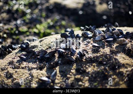 Mussel shells scattered across a rocky beach on a sunny day in Galicia, Spain. The textured rock surface and glistening shells create a natural coasta Stock Photo