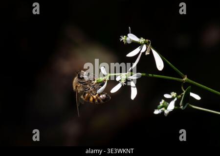 Honey bee pollinating white flower in macro close up with dark background Stock Photo