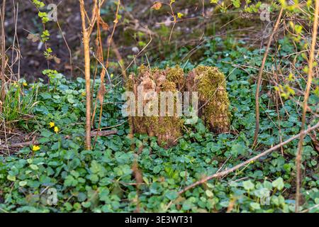A decaying tree stump blanketed in vibrant green moss sits among lush spring ground cover and tiny yellow wildflowers. Stock Photo