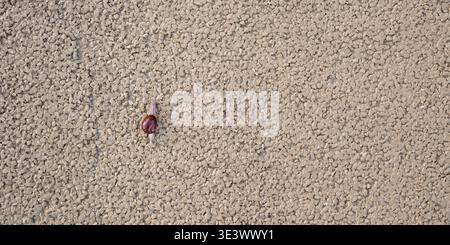 Small snail crawling on a rough wall with copy space, a concept image for patience, perseverance and slow progress. Stock Photo
