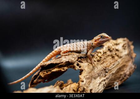 A young male bearded dragon (Pogona vitticeps) sits on a driftwood log in a studio Stock Photo