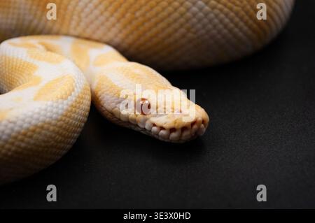 Albino Royal Python (Python regius) Stock Photo