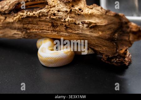 An albino snake Royal python (Python regius) hides under a snag Stock Photo