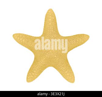 Starfish isolated on clean background detailed marine texture Stock Photo
