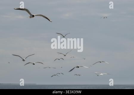 Seagulls flying, North Frisia, Schleswig-Holstein, Germany Stock Photo